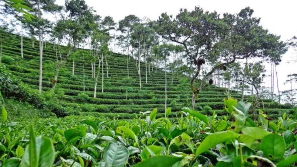 Kebun Teh Nglinggo
