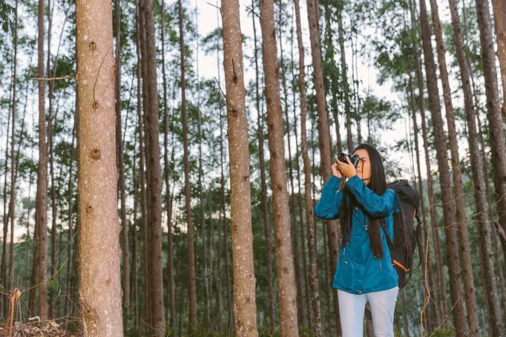 hutan wisata Pinus Mangunan