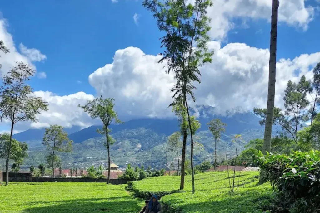 wisata Dieng terbaru di Agro Wisata Dieng