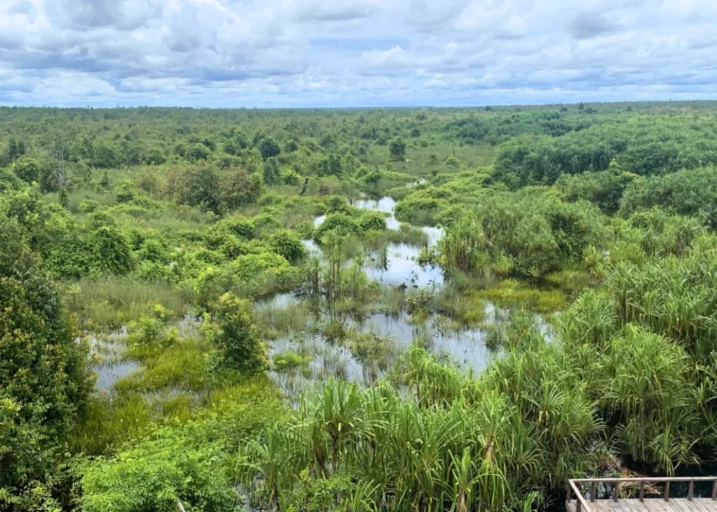 Taman Nasional Sebangau