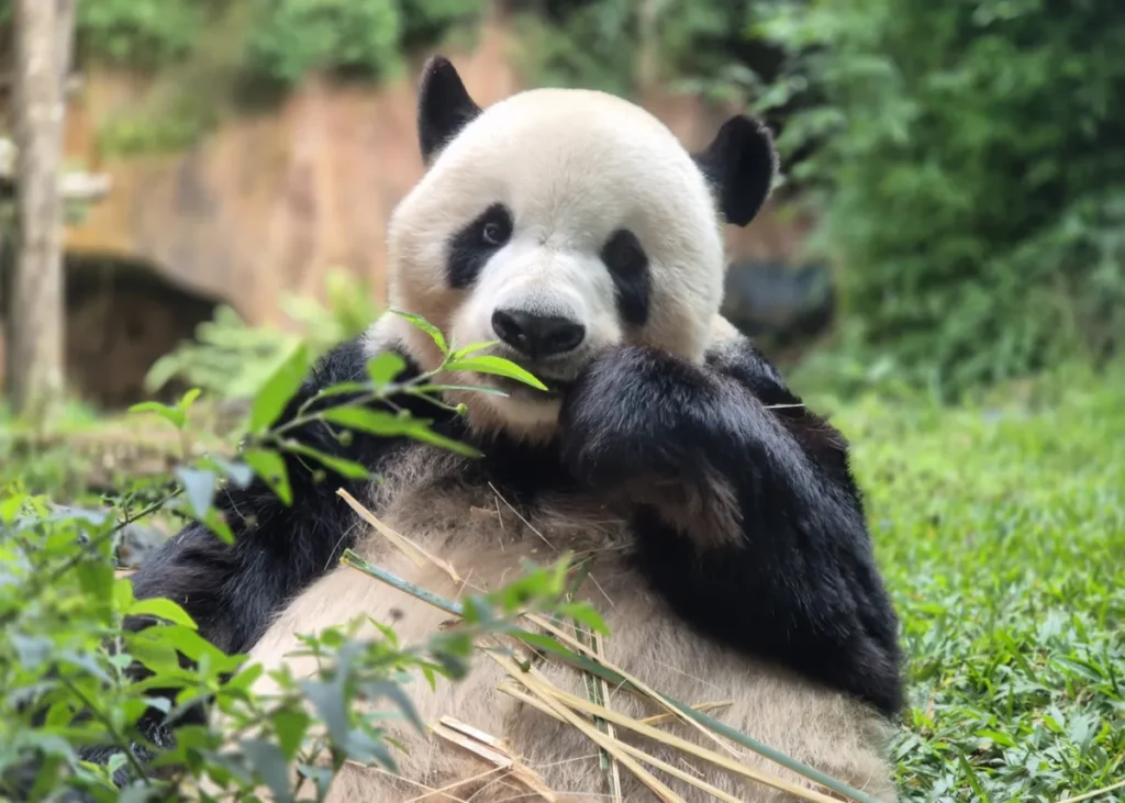 tempat wisata Puncak