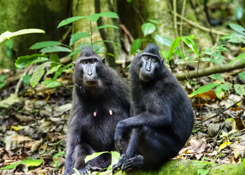 wisata cagar alam di Sulawesi Utara